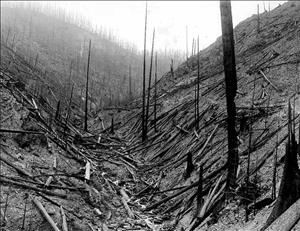 A valley between two hillsides. Both hills are covered in burnt snags. 